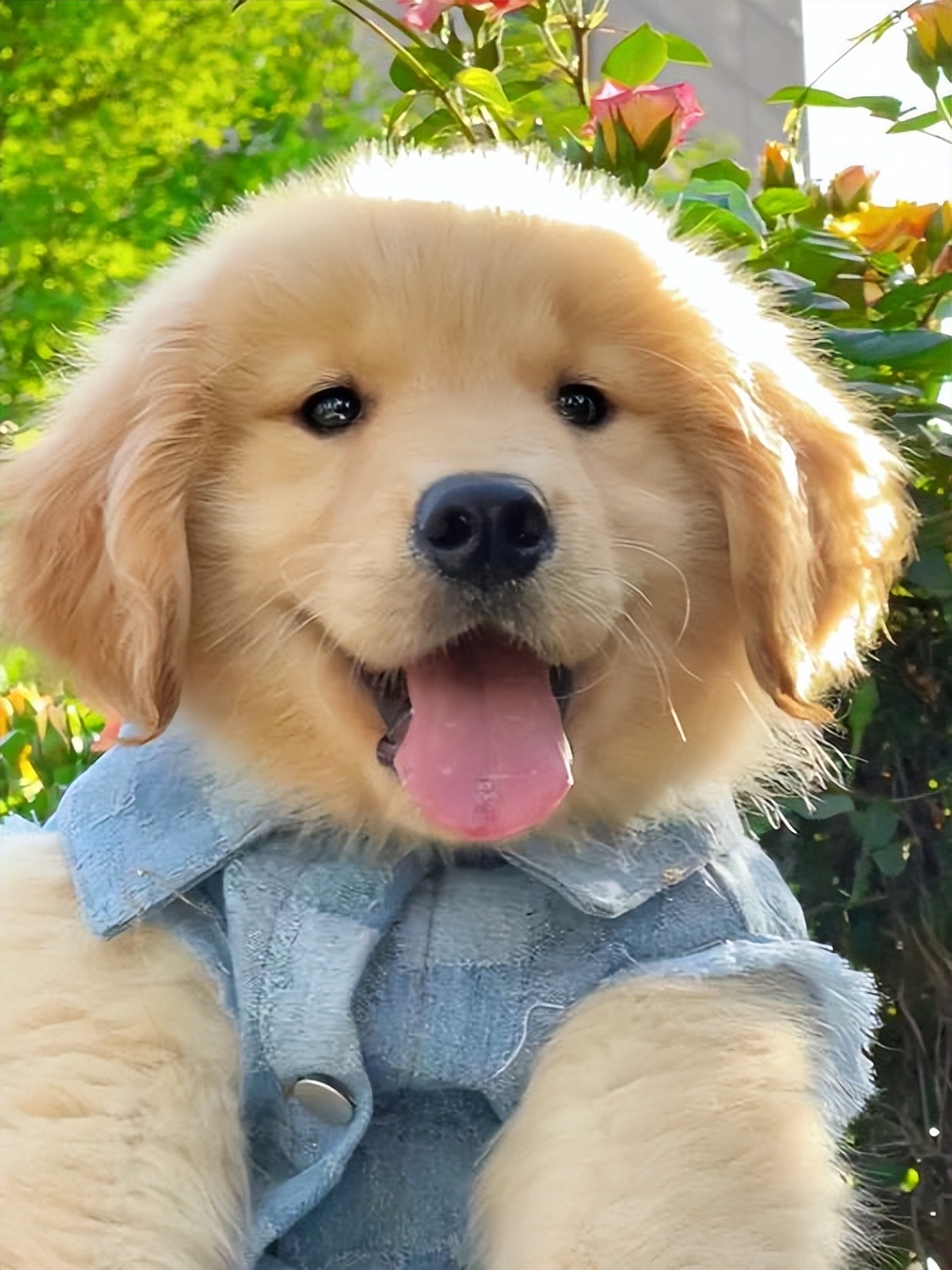 狗界"最听话好养"的5种狗狗,谁养谁顺心!