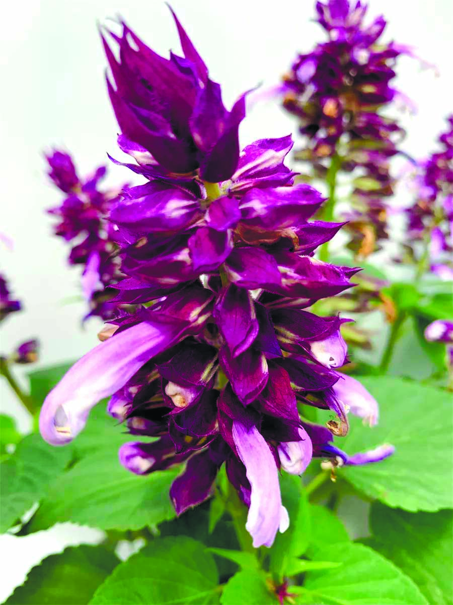 二十载情系一串红