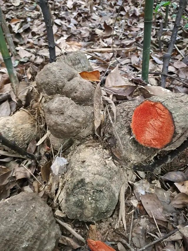 薯莨｜又叫“红药子”，块茎断面呈红色，有活血止血等功效