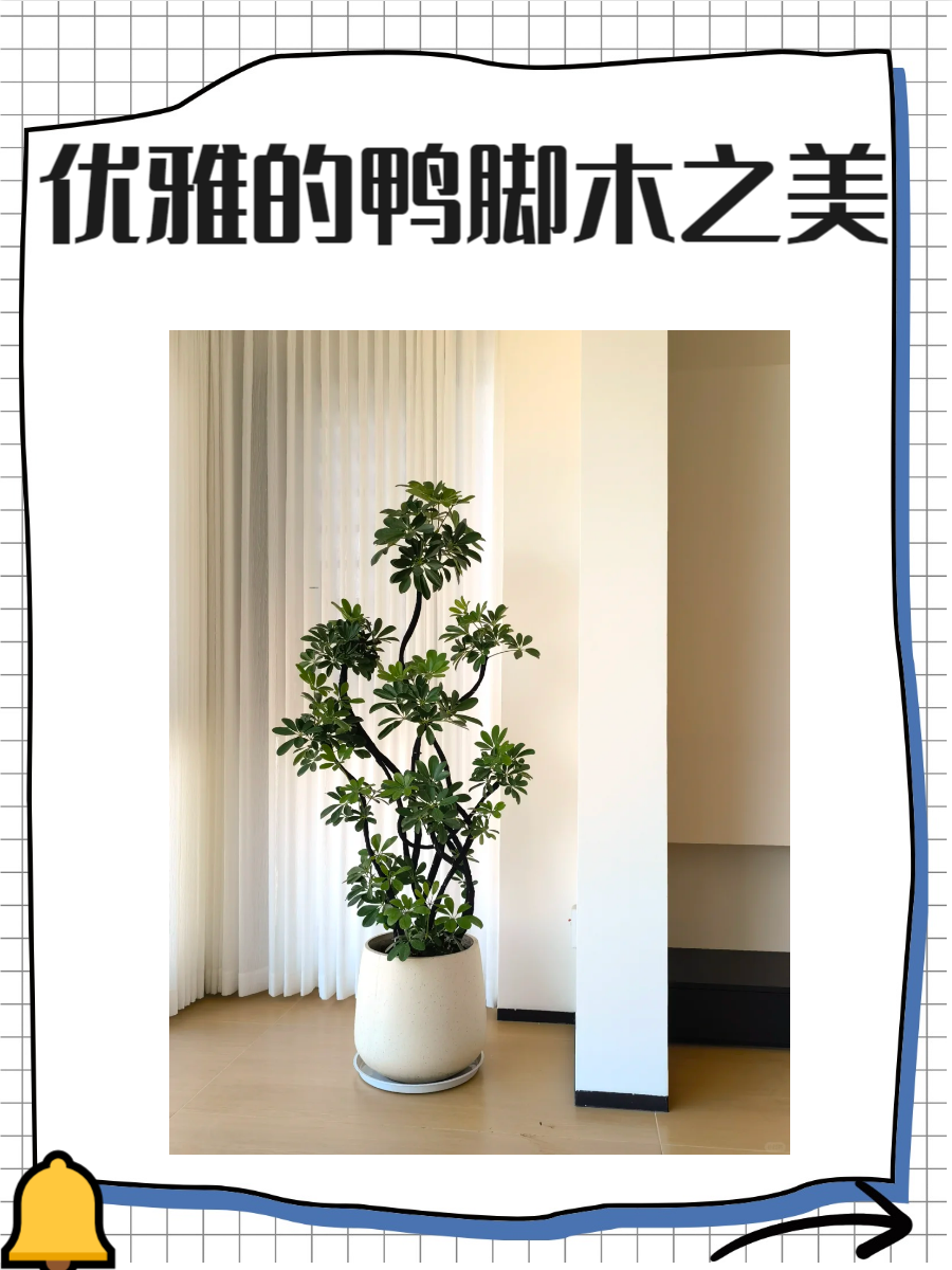 鸭脚木是一种常见的绿色植物,其独特的叶形和鲜艳的果实