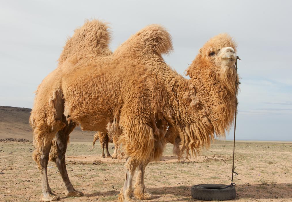 回顾:在沙漠中遇到渴死的骆驼,为什么不能碰?碰了后果有多严重?
