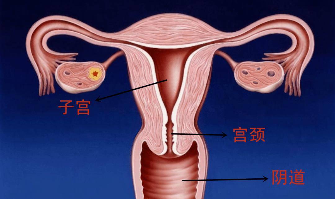 正常女性宫颈图片大全图片