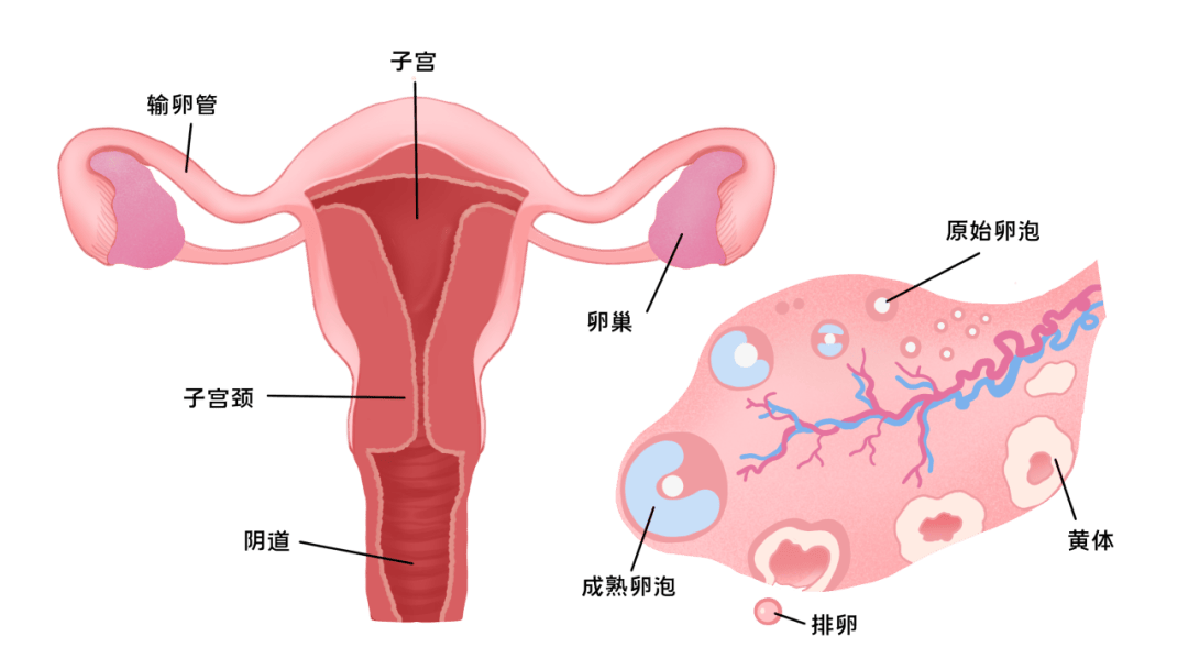 子宫卵巢的位置图图片