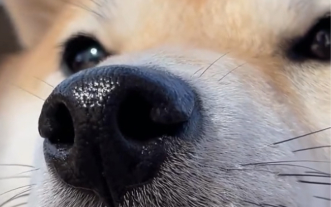 这5种行为,会让柴犬心里"闹别扭"!你有做过吗?