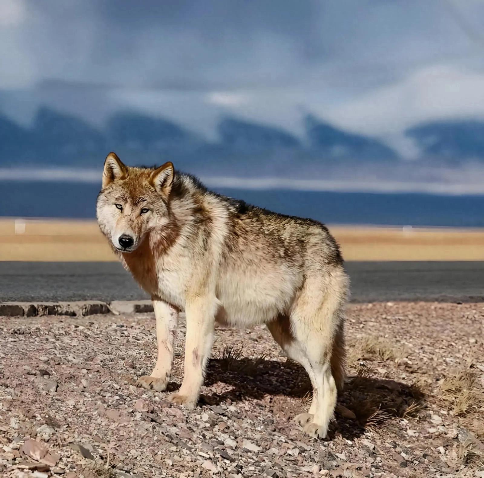 可可西里"网红狼"被撞死,因游客长期投喂丧失警惕性