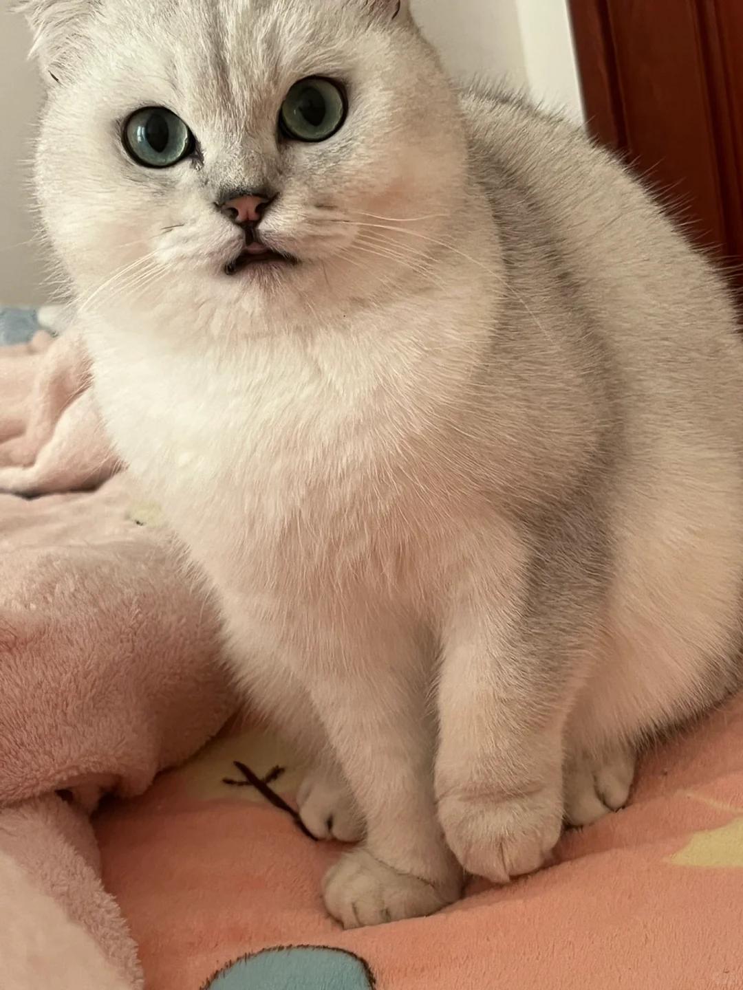 为何折耳猫会出现步态异常?如何科学养护与应对?