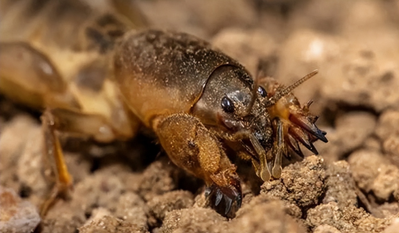回顾:农村常见的蝼蛄,人称"地狗子",为什么现在越来越少见了?