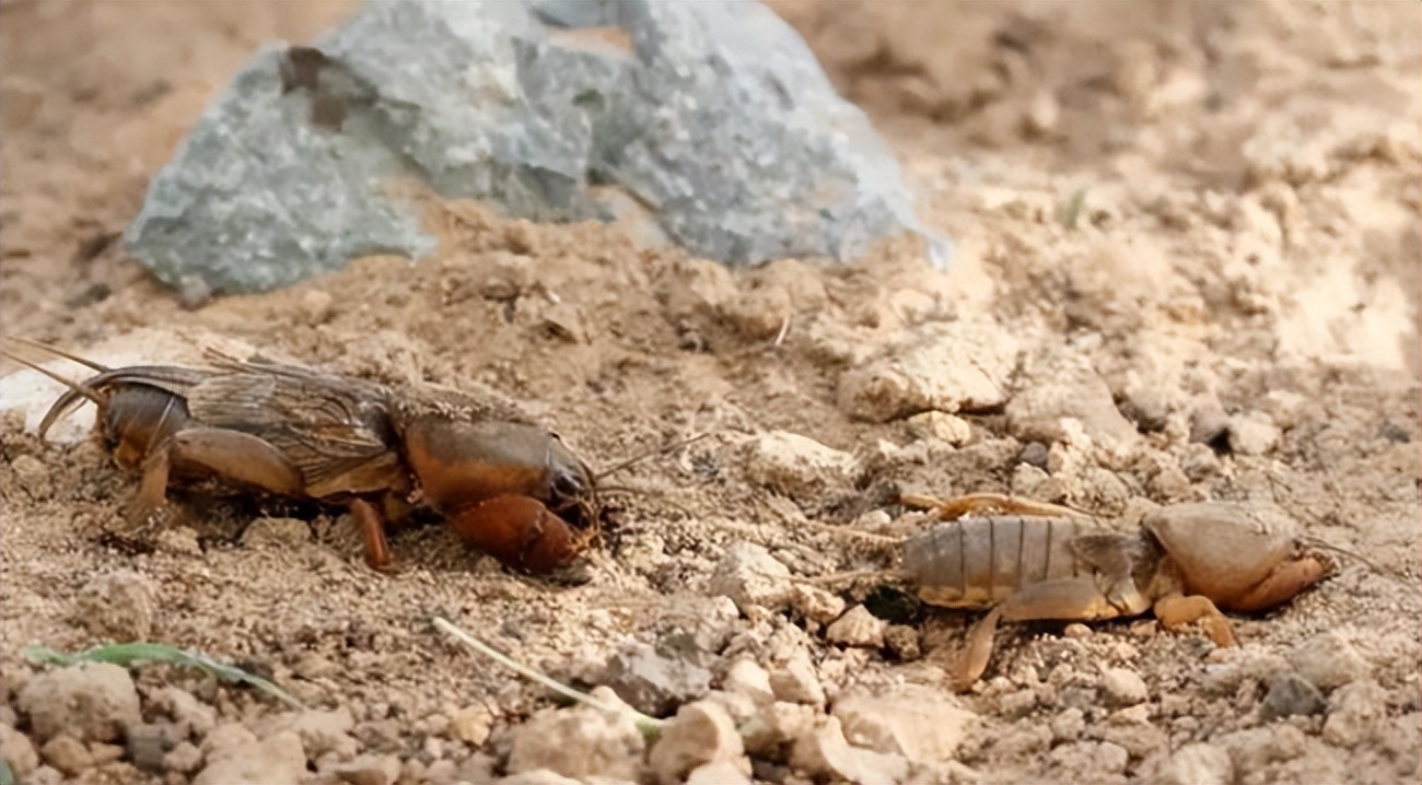 回顾:农村常见的蝼蛄,人称"地狗子",为什么现在越来越少见了?