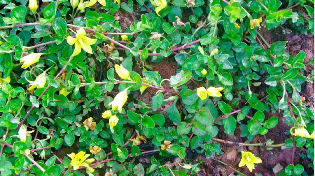 一棵化石草,被称为"胆结石克星",巧用能胜张仲景的千古名方!