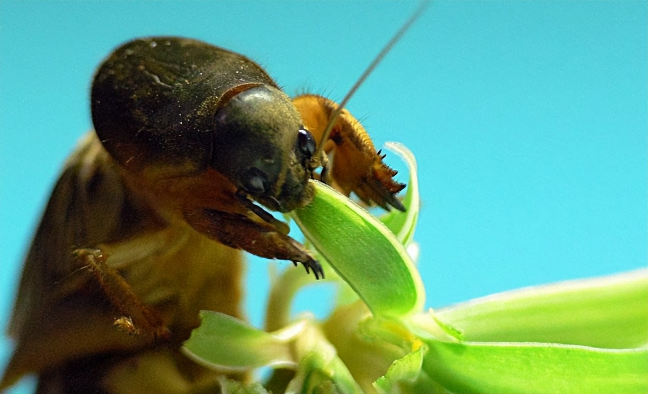 回顾:农村常见的蝼蛄,人称"地狗子",为什么现在越来越少见了?
