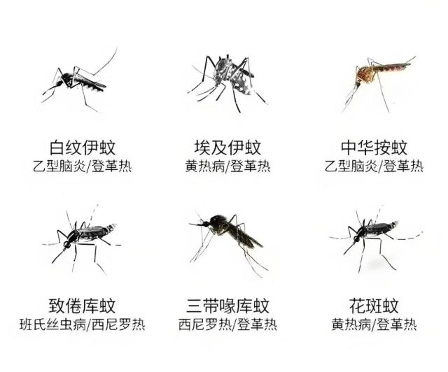 雄蚊子为什么不吸血