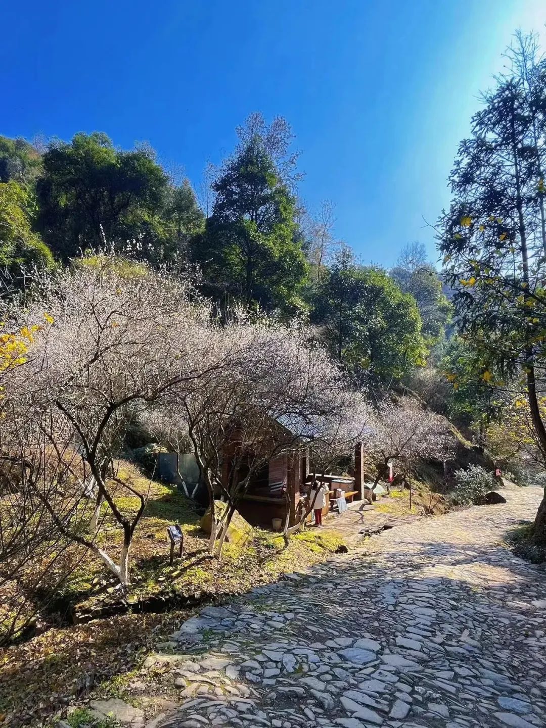 南雄梅花最佳观赏期图片