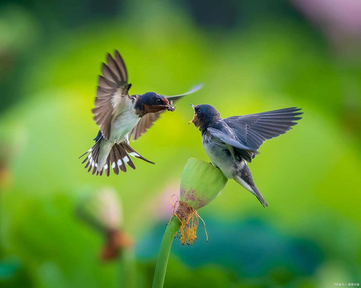 燕子图片唯美图片知音图片唯美江南燕恩爱的燕子的图片唯美紫燕归巢一
