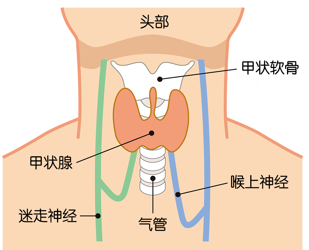 女性甲状软骨位置图片