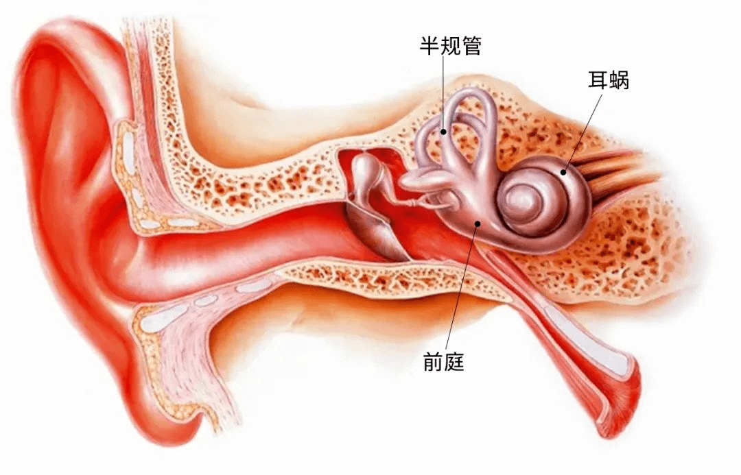 耳蜗的位置图图片