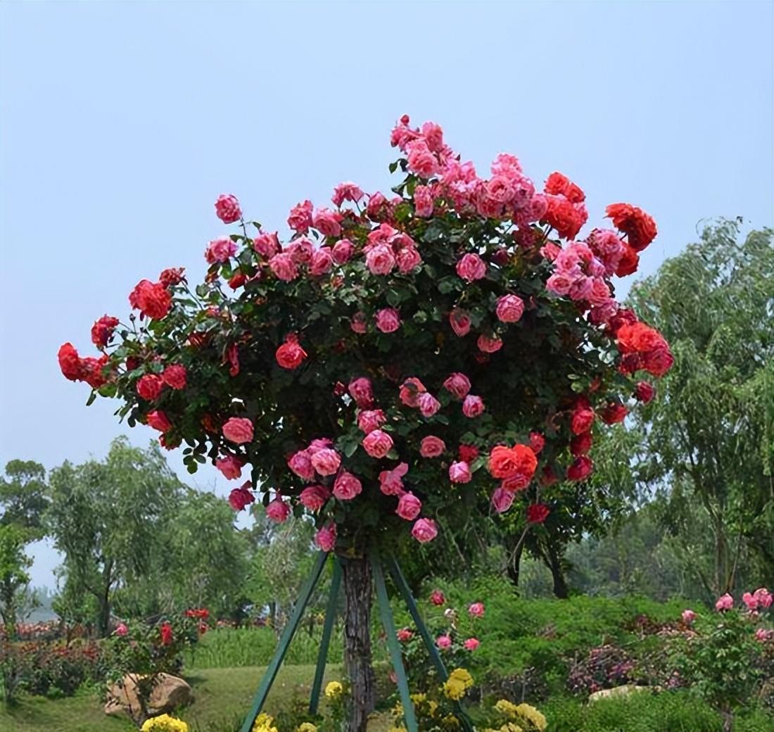 这种树状月季在城里,是一道亮丽的风景线!