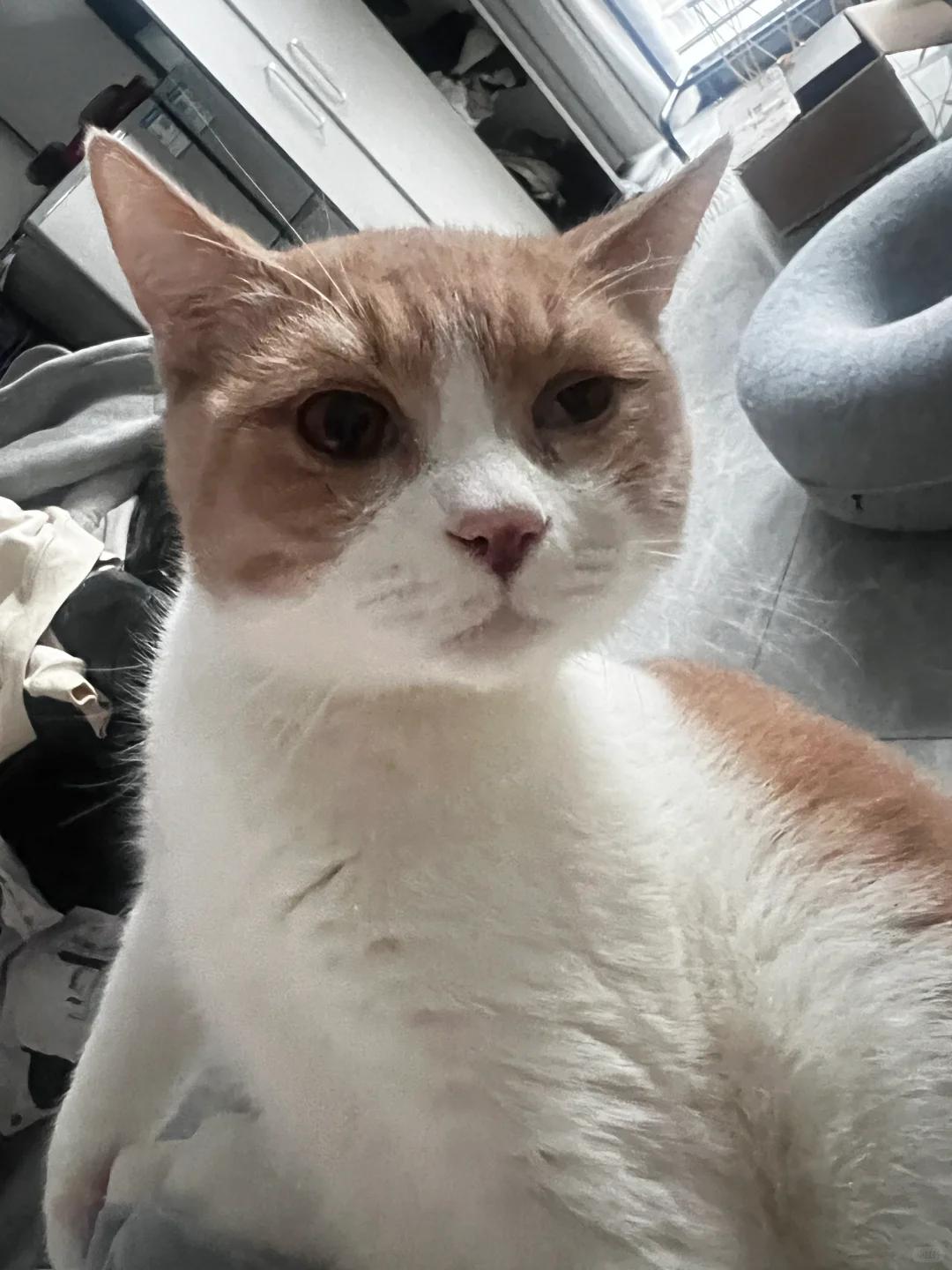 猫咪眼睛出现白色膜状物,这是为什么?原因详解?