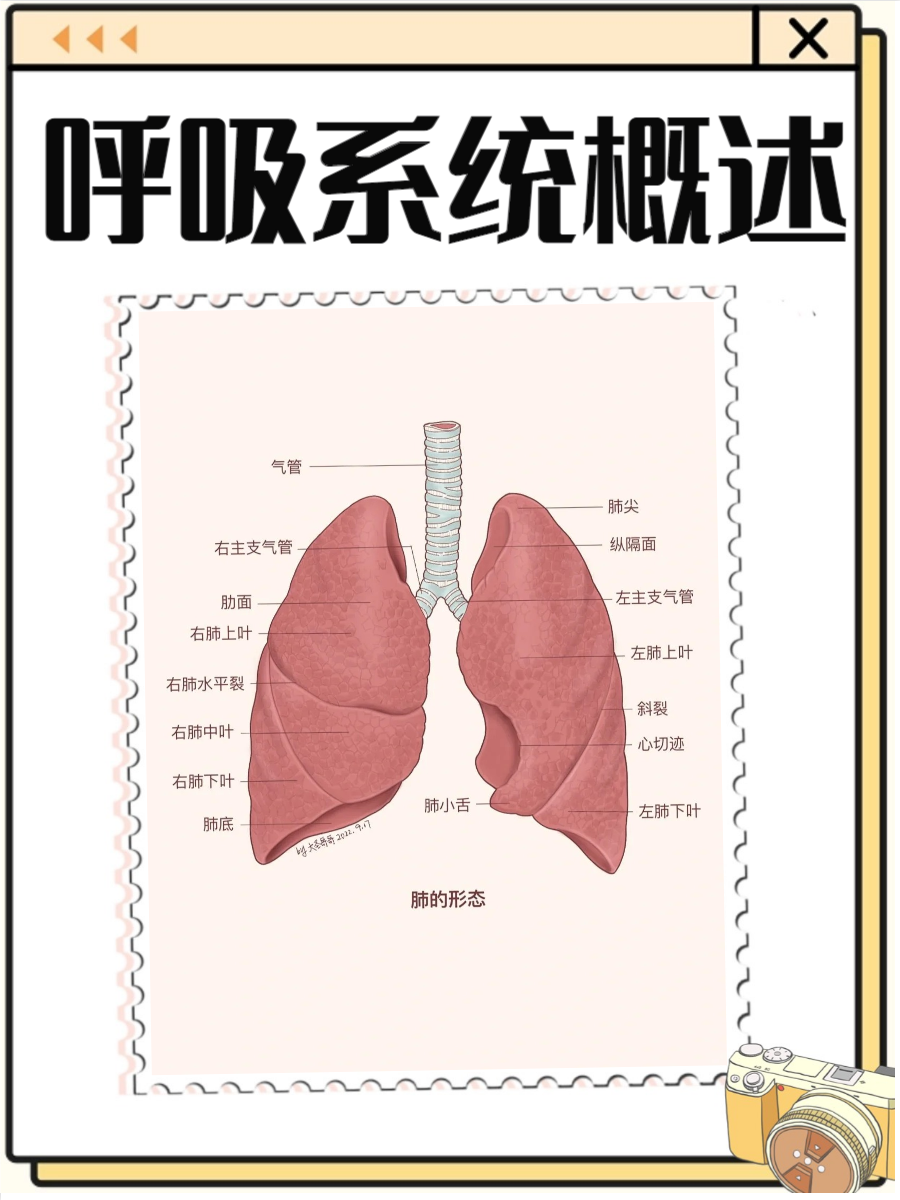 呼吸系统思维导图,快来了解一下吧
