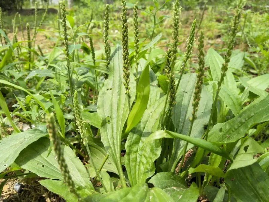 一棵草,能治妇科炎症,被称为"消炎草"