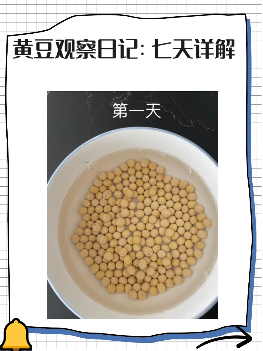 种子刚富贫狗⒀康 过程七天图黄豆发芽观察日记黄豆芽生长过程图片