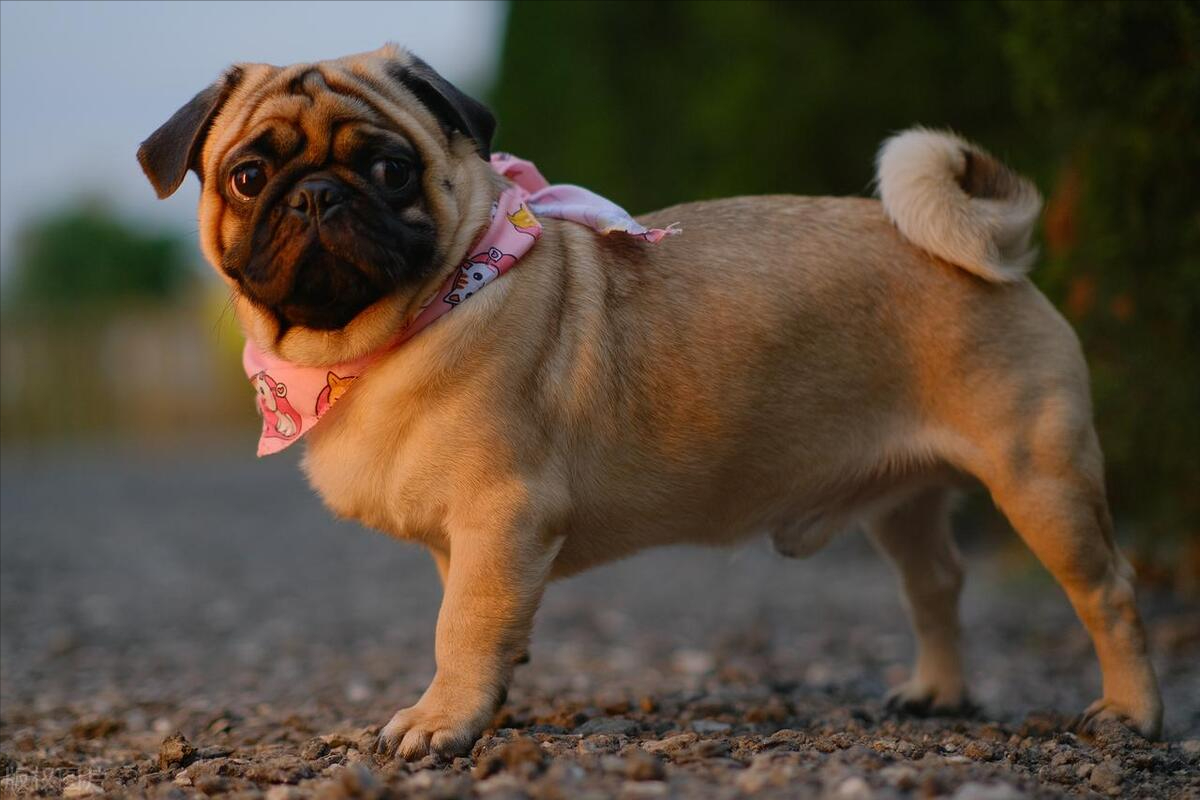 巴哥犬可爱到爆,想养?先摸清它的"底细"!