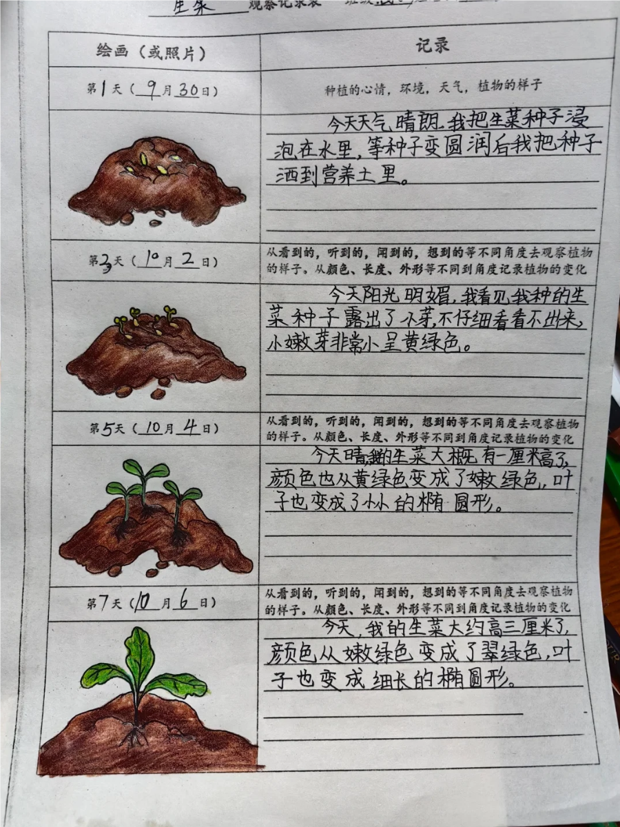 植物观察记录表是用来系统性地记录植物生长过程中的