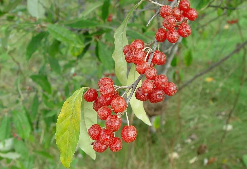 牛奶子|其果实酸酸甜甜涩涩的,又叫“牛莽莽”、“甜枣”