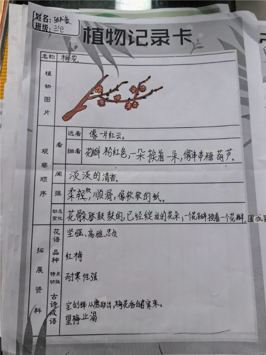 植物观察记录表是用来系统性地记录