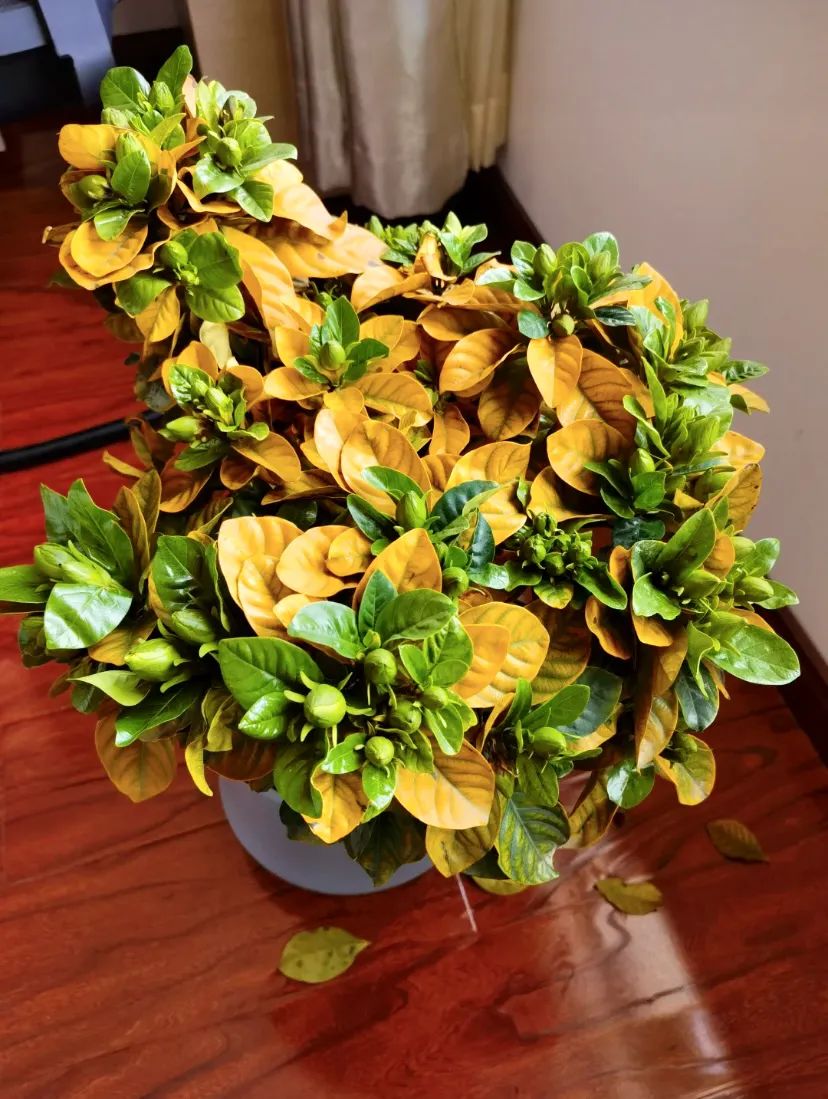 黄叶,掉叶是植物发出的求救信号,想保命只能这样做