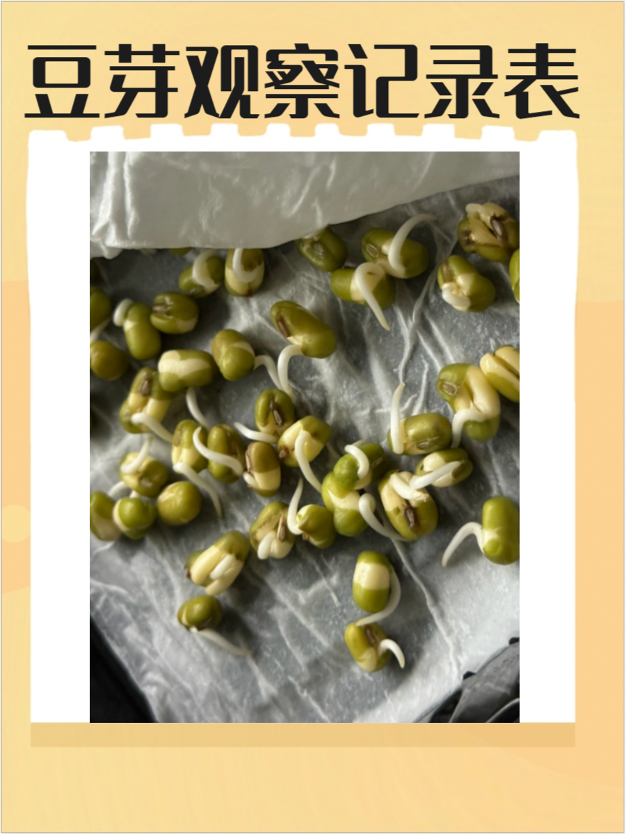 豆芽是植物生长过程的奇妙体现,通过观察记录表,我们