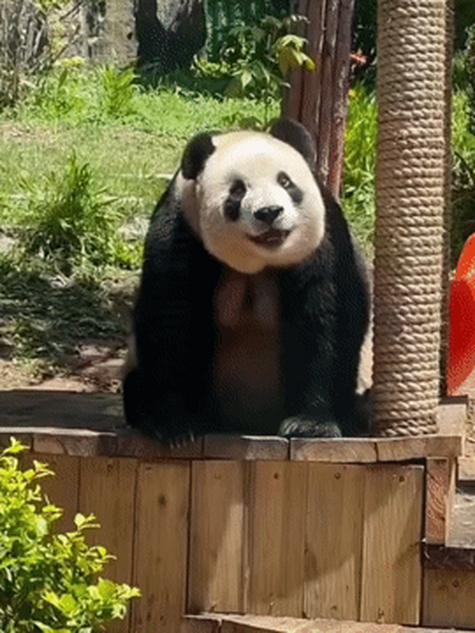 这灵动可爱的小眼神真的拿捏到位,笑得一脸灿烂.