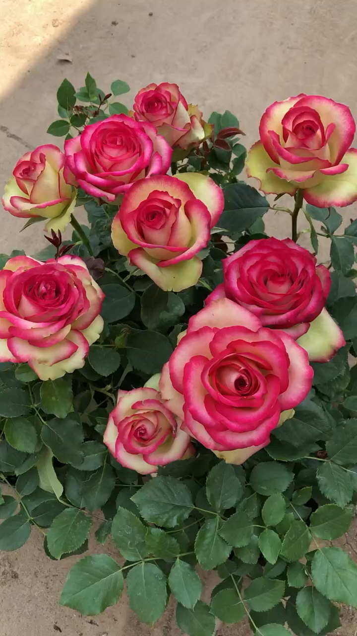 灌木月季品种齐全 ,最美月季花 "梦露"