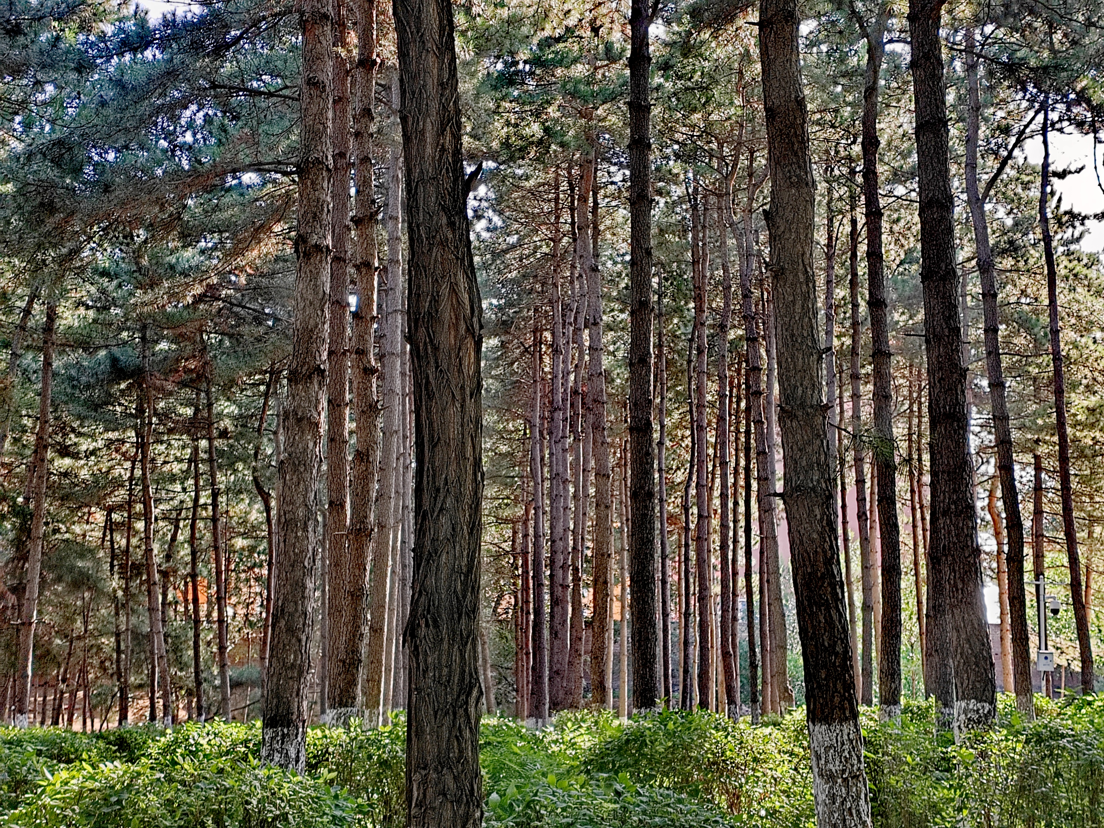 「走走拍拍61内蒙」质朴的赤峰植物园