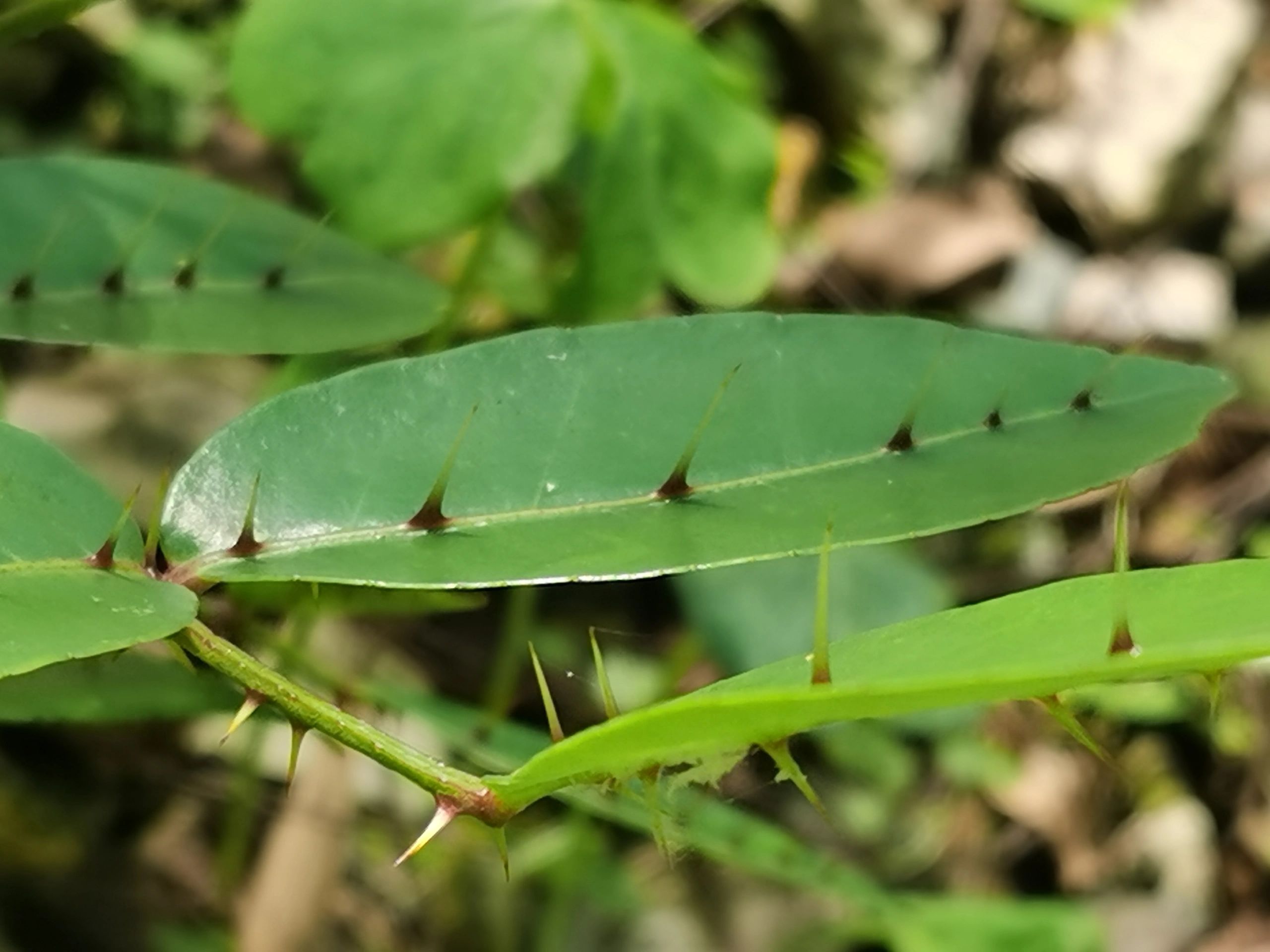 又一明星植物:两面针