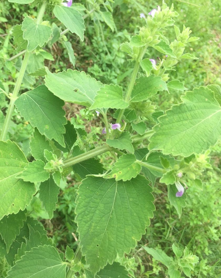 带着药用的防风草