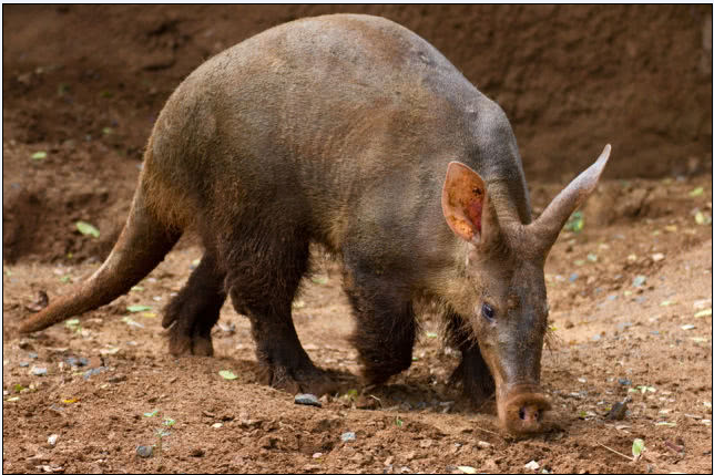 非洲的食蚁兽土豚