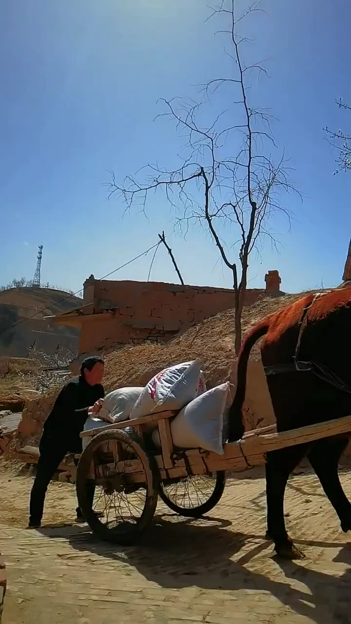 牛拉车在山区乡村经常看到,今天大婶和大哥就赶着自己家的牛拉车运