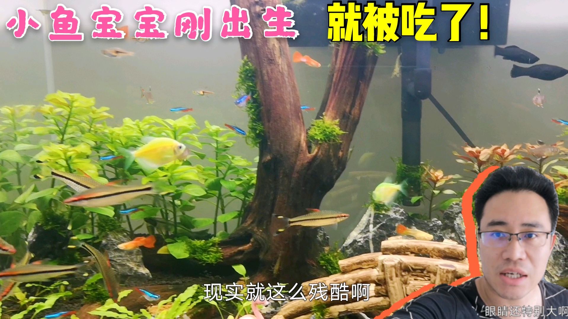 可爱的小鱼宝宝刚出生就被吃了,3只辣椒蟹也不知去向,有点郁闷!