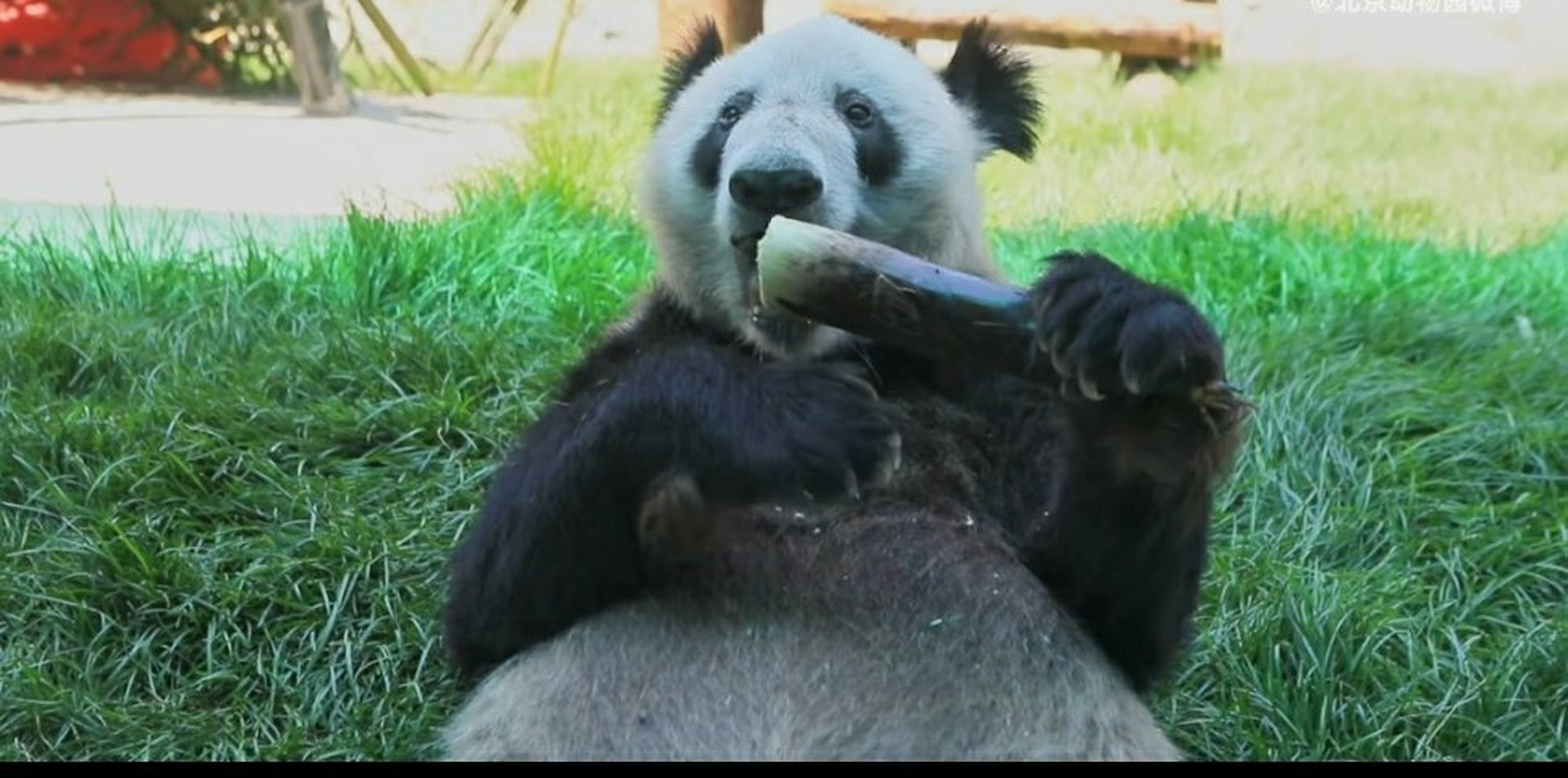 丫丫回国之后变化真的好大,判若两熊了,长胖了,毛毛也好多了,看洗洁精