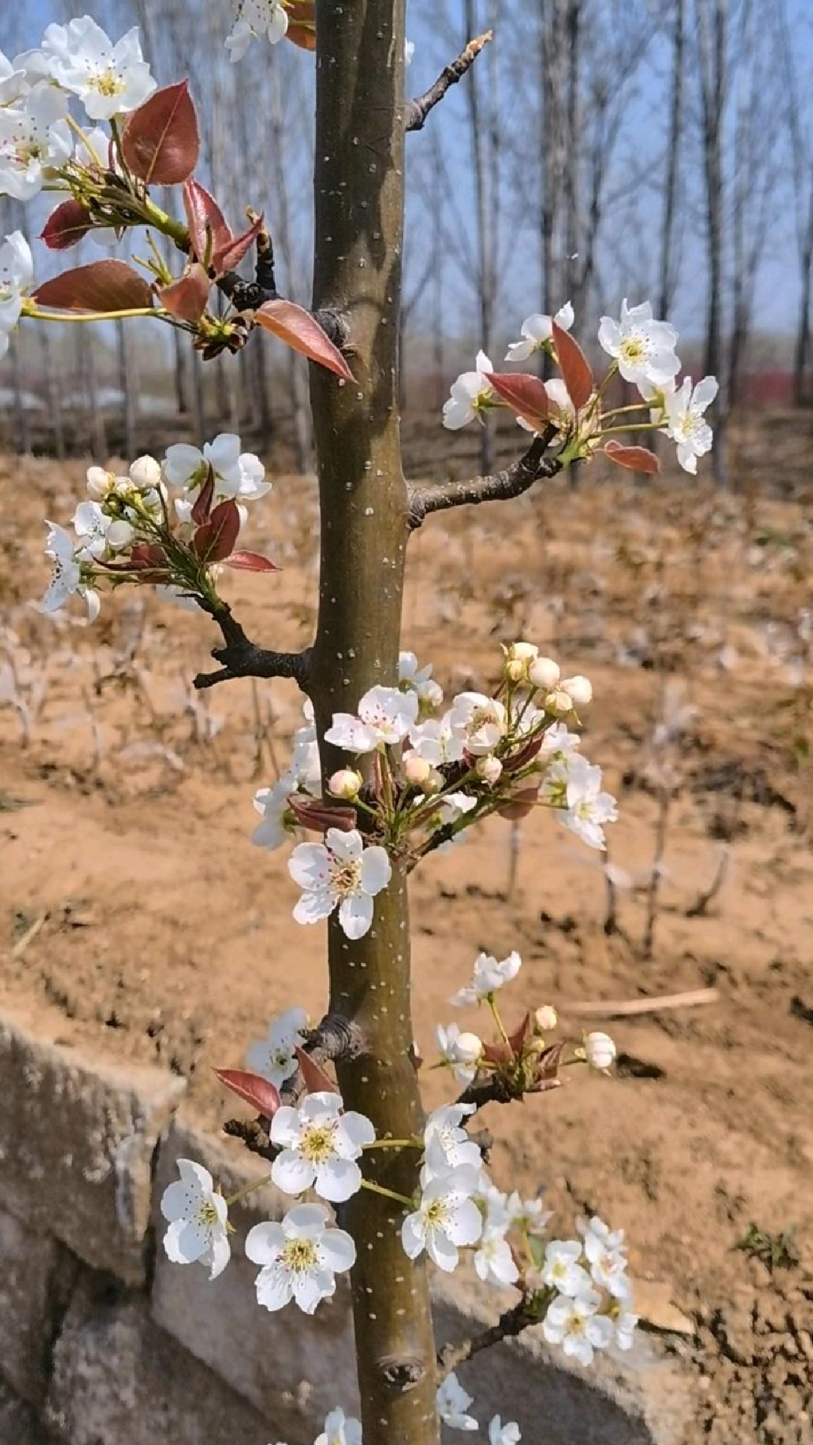 柱状梨树苗春季花期
