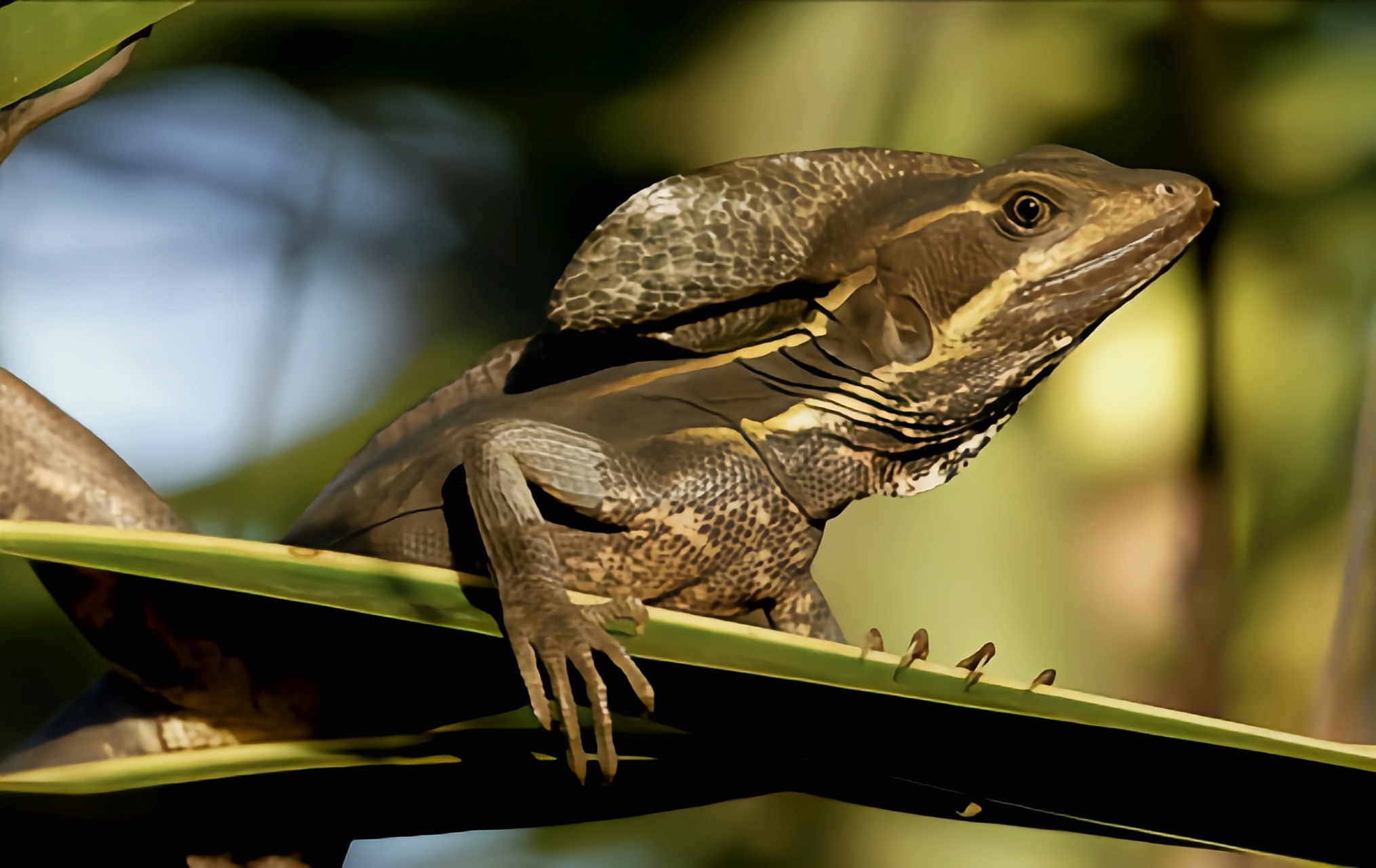 每天认识一种动物——芒腹冠蜥 芒腹冠蜥原产于中美洲墨西哥南部到