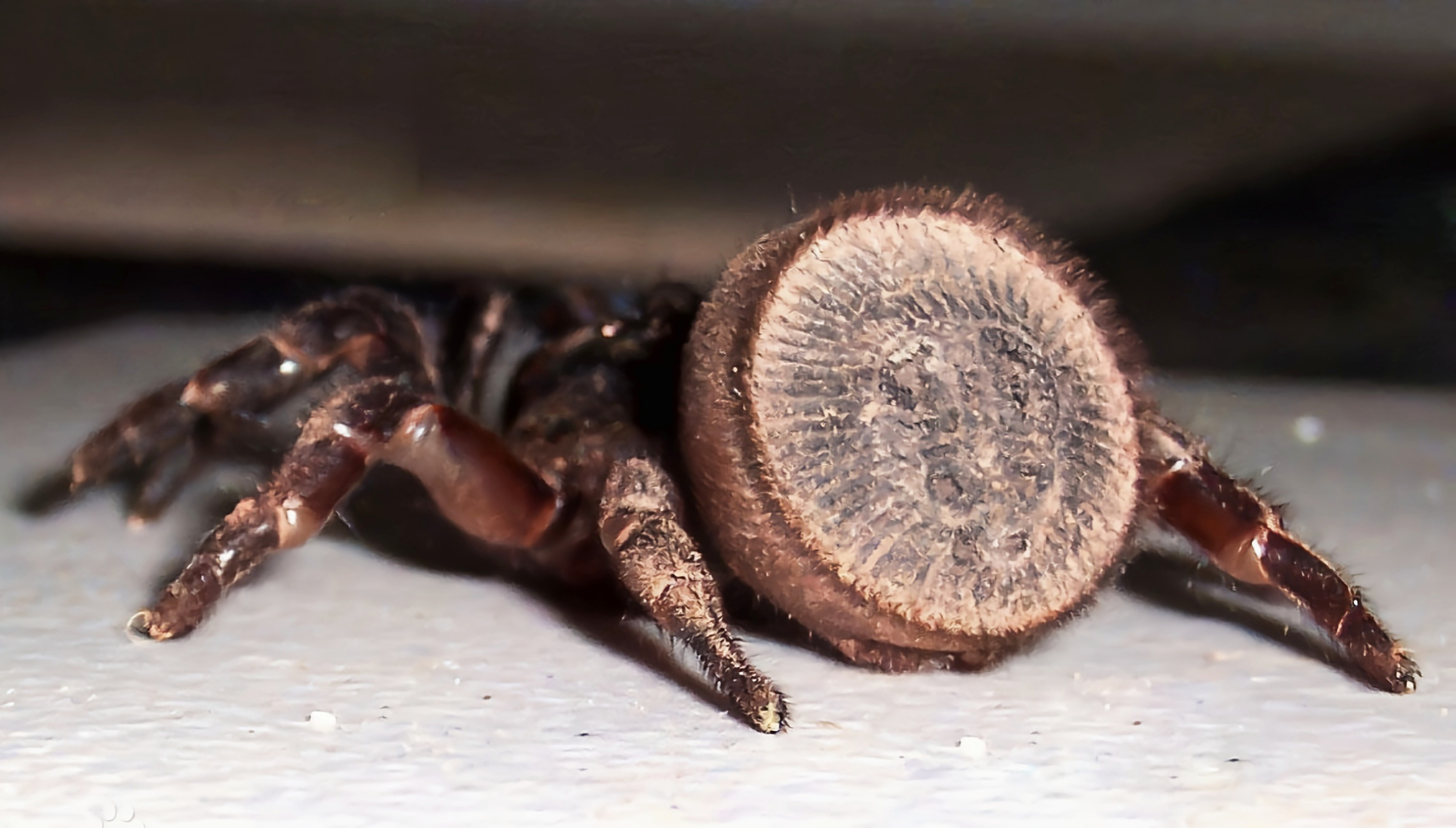 分布于我国福建,浙江,四川等地. 金钱活门蛛体长2.