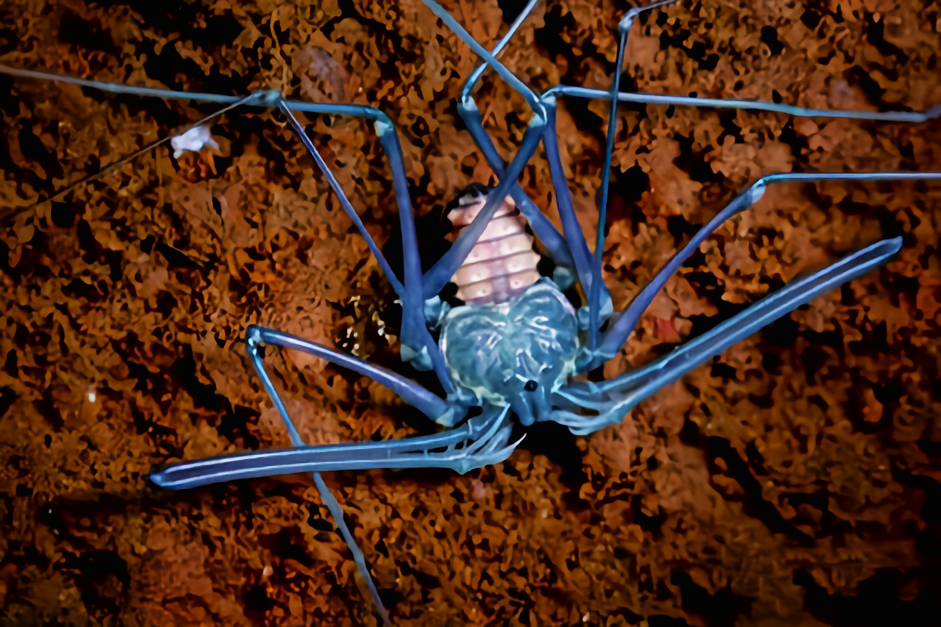 每天认识一种动物——非洲魔王鞭蛛 非洲魔王鞭蛛,是无尾蝎目,鞭蛛科