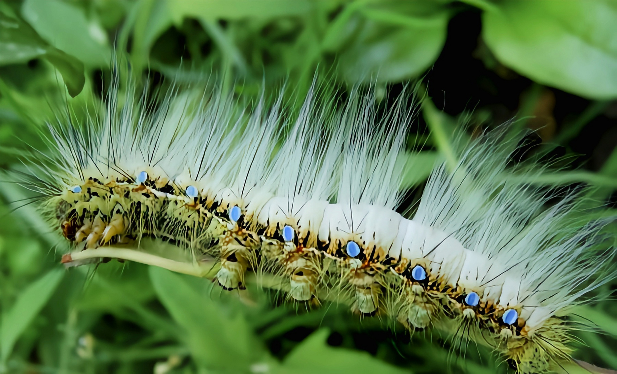 每天认识一种昆虫——核桃银杏大蚕蛾 核桃银杏大蚕蛾,是鳞翅目,大