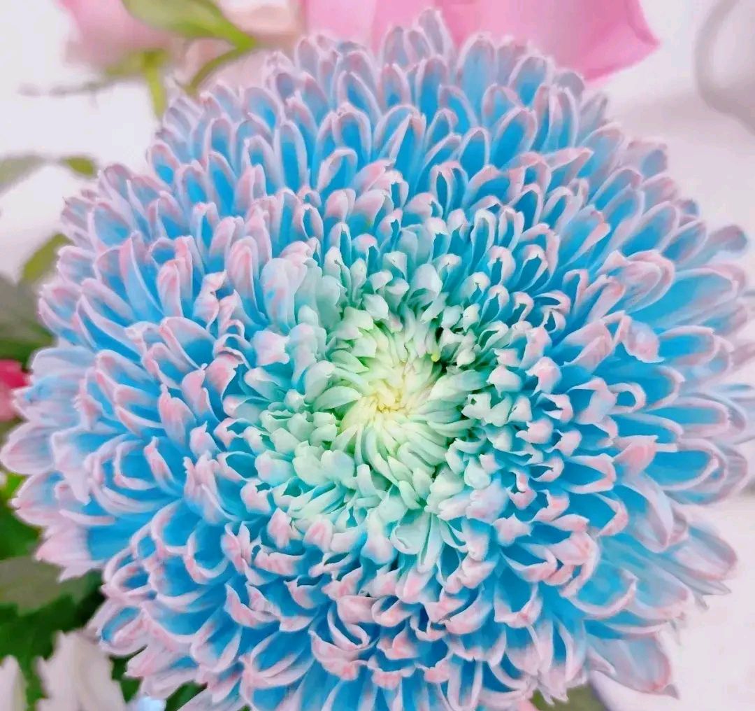 这种叫牡丹菊的花长得像牡丹而得名,它的花语是圆满,富贵