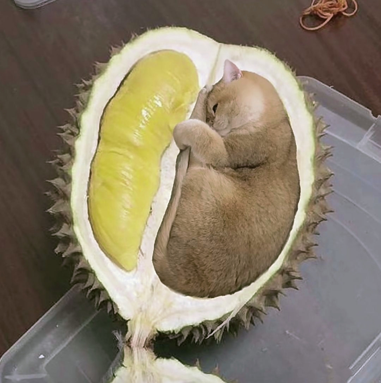 开个榴莲运气不好坏了一大块#搞笑