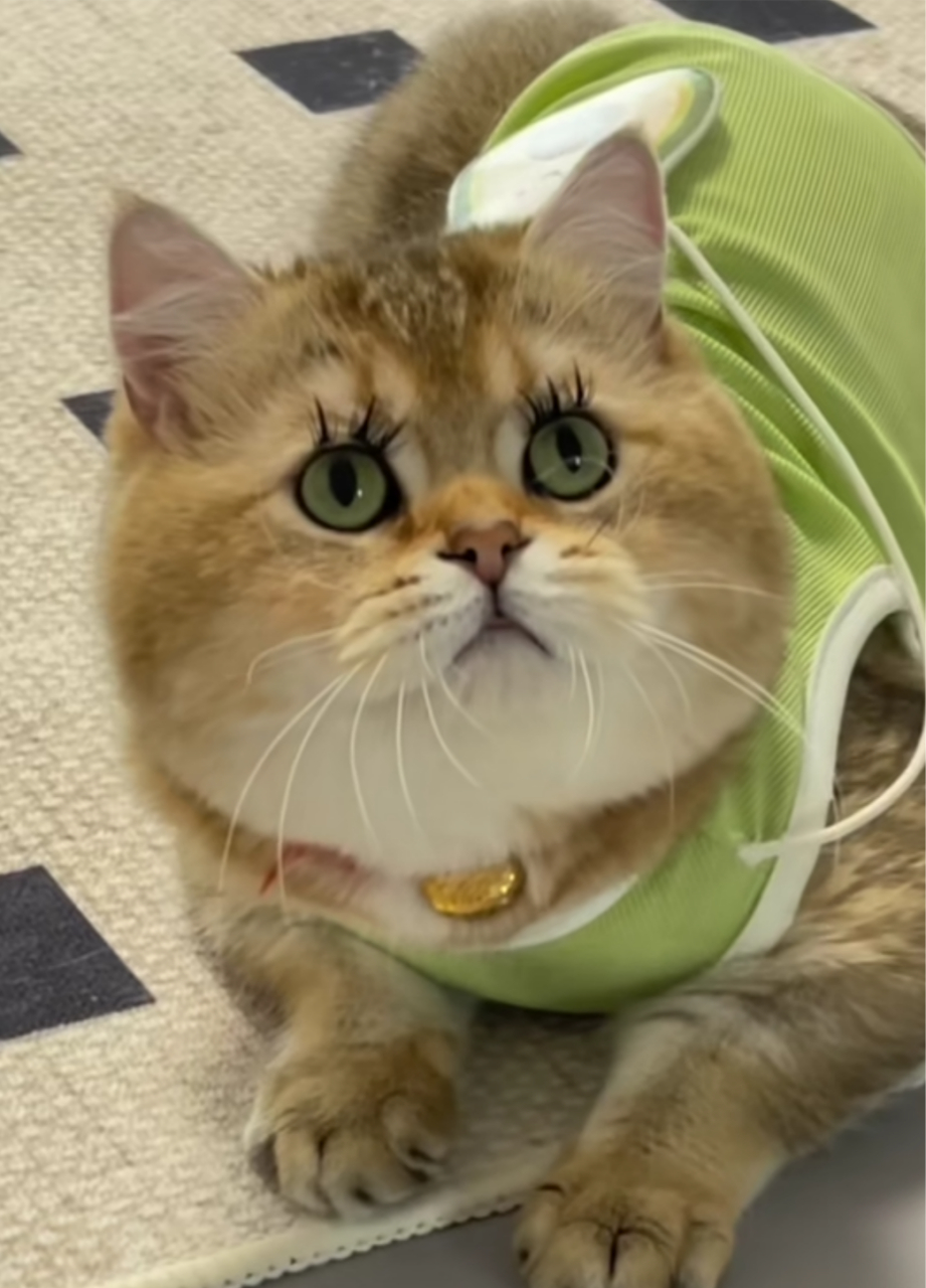 猫猫带上假睫毛,怎么感觉有点妖里妖气的呢?#趣图搞笑# #哈基咪