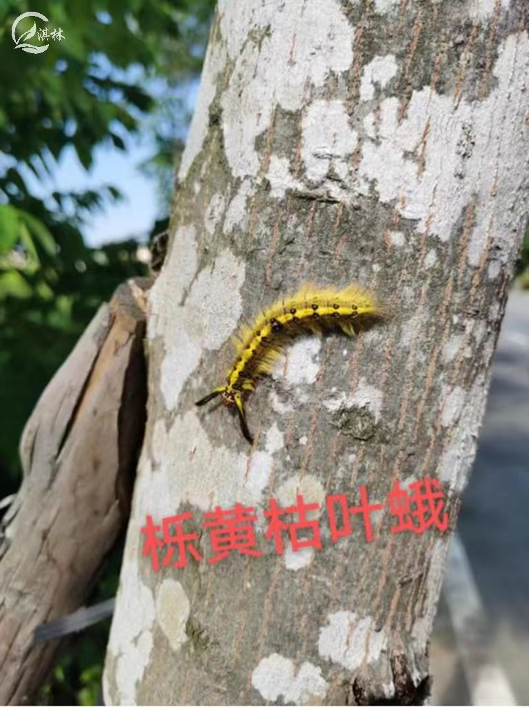 认识栎黄枯叶蛾危害及防治!