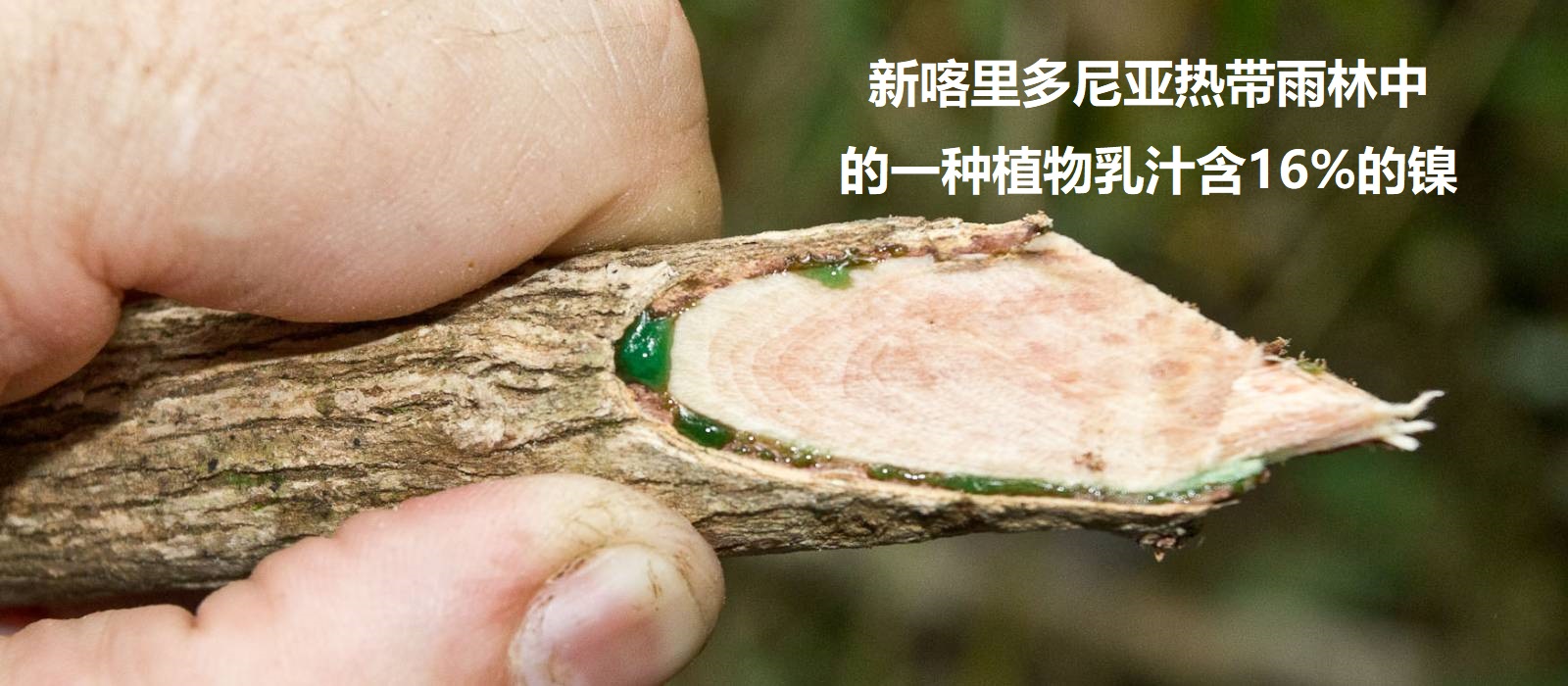 种树就能采矿赚钱?不一样的植物用途,金属镍的超积累植物