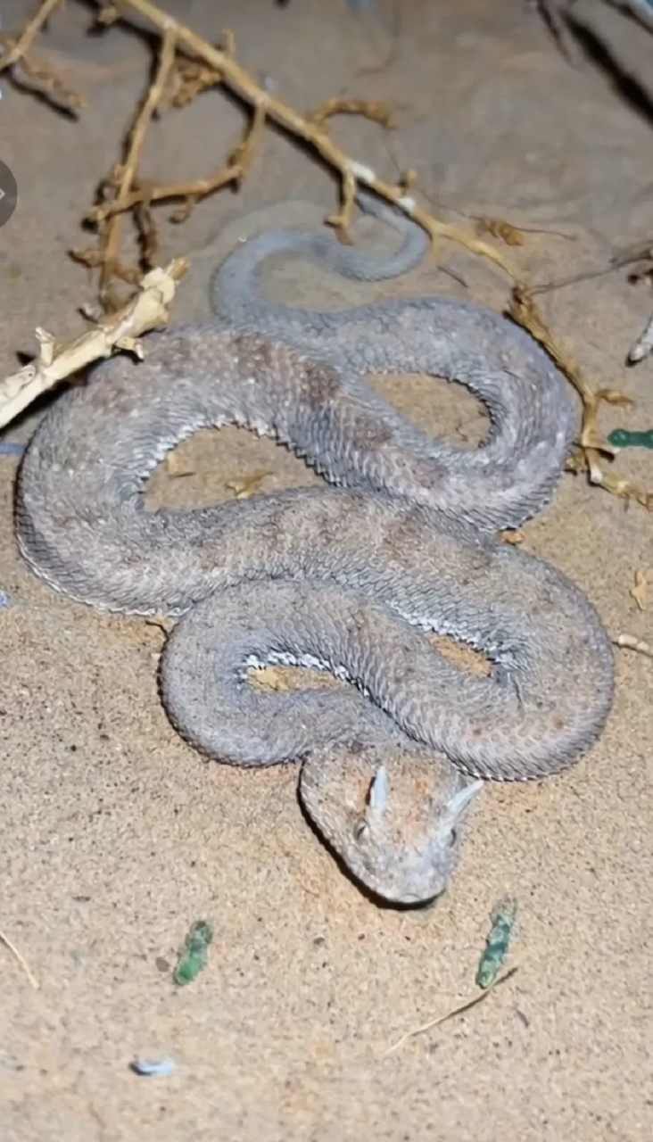 头上长犄角的蛇,一看就是一个狠角色,连了千万躲远点[左捂脸][左捂脸]